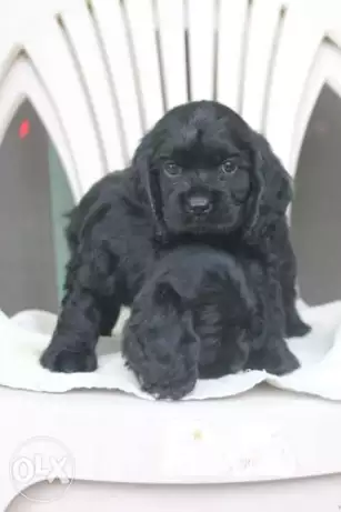 كوكر ججم صغير للمنزل