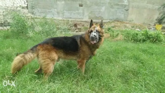 دكر جيرمن بدل او بيع