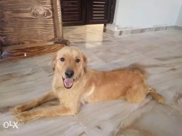 نتاية جولدن