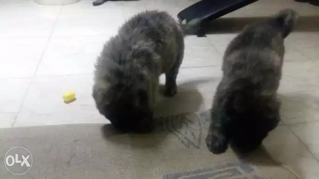 Caucasian puppies Avaliable now