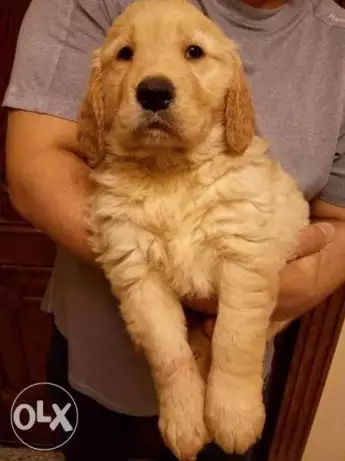 جراوي جولدن