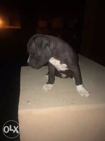 جرو بولى بوكت