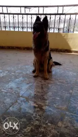 دكر جيرمن للبيع