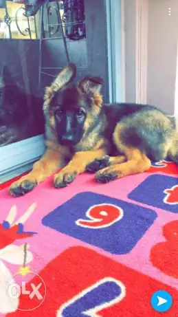 جرو جيرمن شيبرد