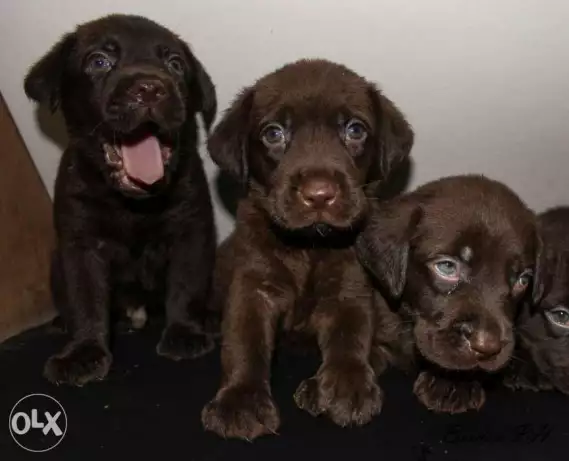 Chocolate Labrador retriever puppies