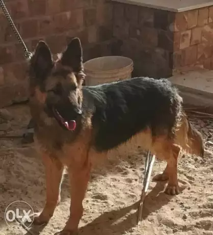 انثى جيرمن شيبرد للبيع female GSD