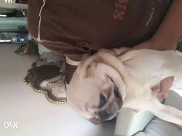 ذكر بج وجروتين