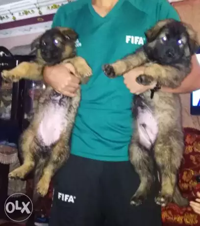 اص ذكر و انسه قوقازي للبيع