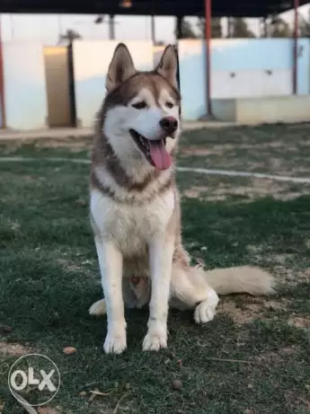 Siberian Husky
