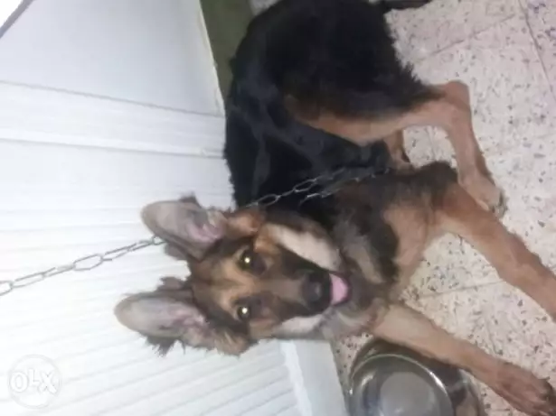 دكر جيرمن 5 شهور لونج هير