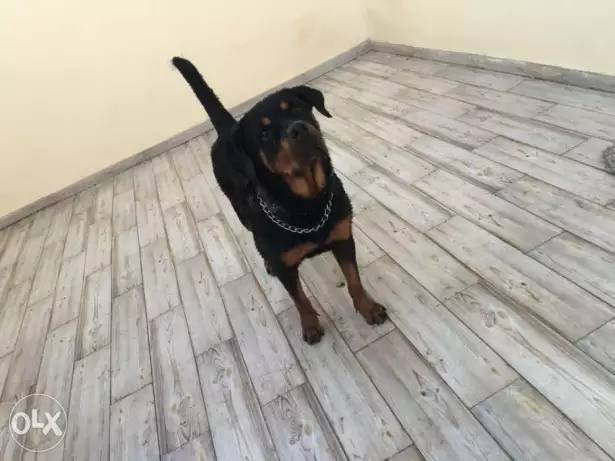 نتايه روت سنة ونص