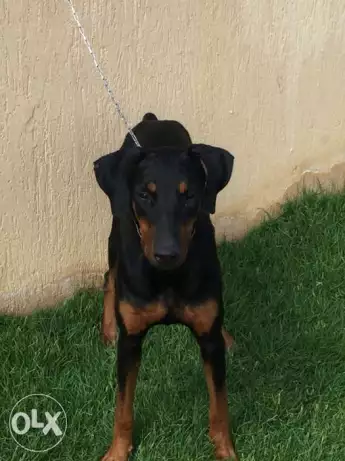 انثى دوبر مان