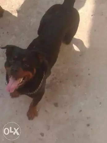 دكر رود امريكي تقليب عالي