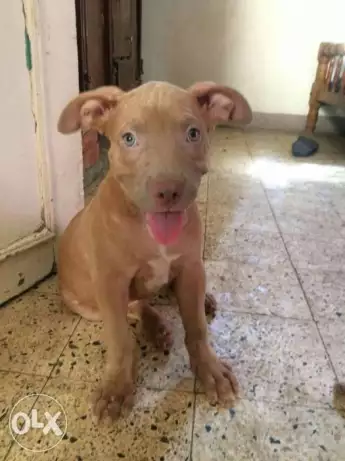 جارو بيتبول امريكي 65يوم نتايه تقليب عالي