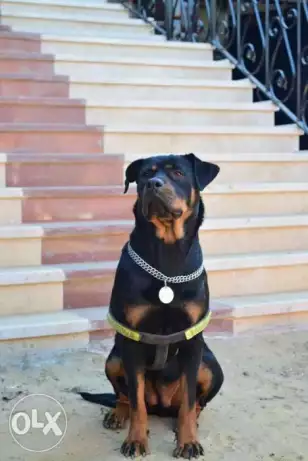 حيوانات أليفه