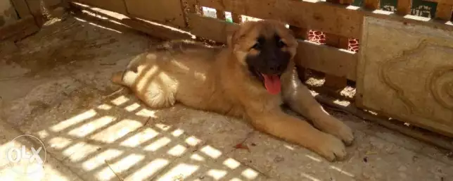 جرو جولدن جيرمن 52يوم