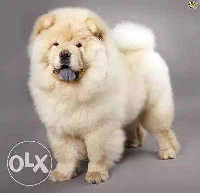 Chow chow male 9 months imported from china