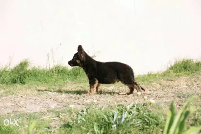 جراوي جيرمن