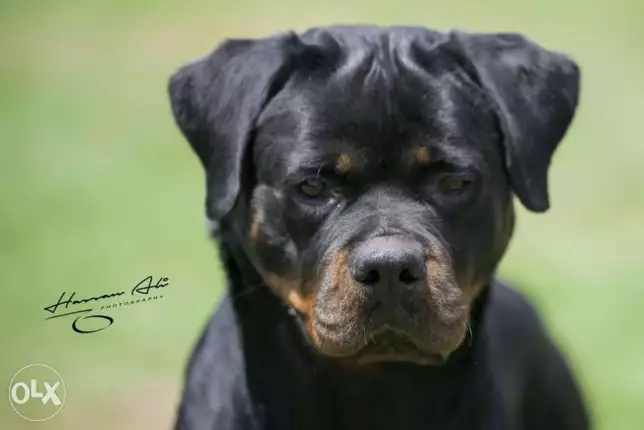 Rottweiler female