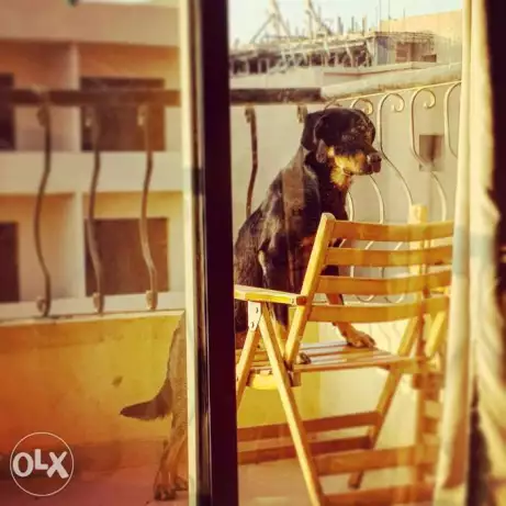 دكر روت البيع