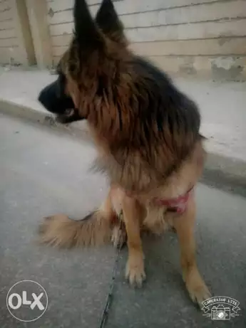 كلب جيرمن شيبرد للحراسة مواصفات عالية