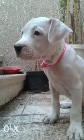 جرو دوجو ارجنتينو 50 يوم