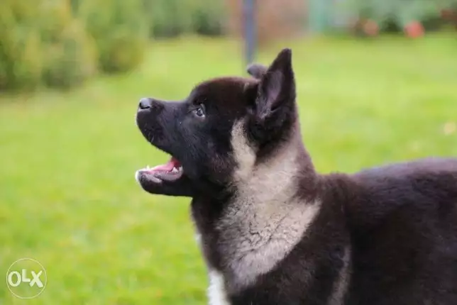 Imported shiba inu puppies for sale, top quality