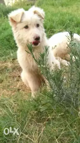 من احلي جراوي سويس شيبيرد في مصر باقل سعر في السووق