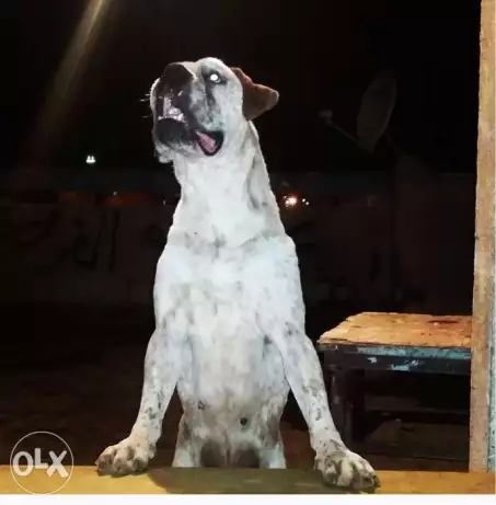 دكر بوكسر بيور للجواز بمقابل مادى