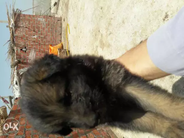 اخر نتايتين جرمن