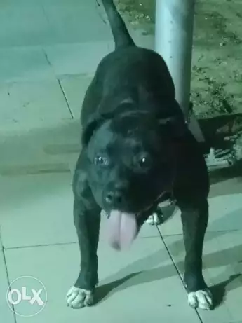 دكر جريفون بسعر ٣٠٠ج