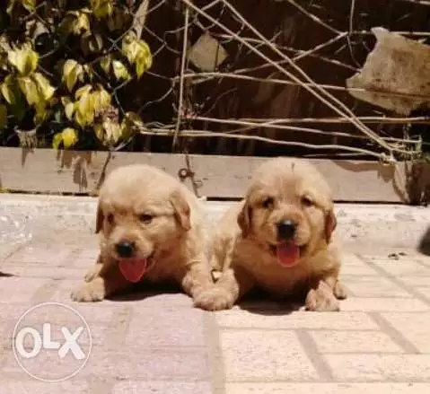 جراوي جولدن