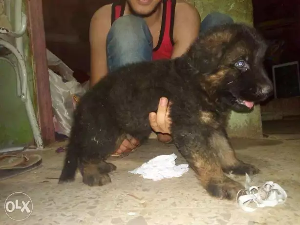 دكر جيرم للبيع ع