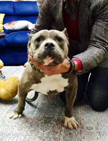 Male American Bully for sale