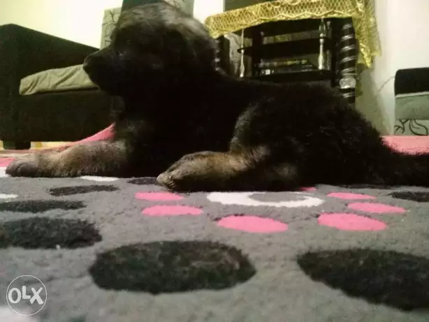 جرو جيرمن دكر 40 يوم