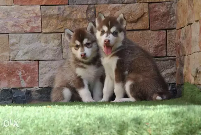 Siberian husky Puppy 30 days in Picture 2 Female 1 male