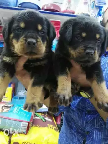 اقوي خطوط دم في مصر (جراوي ابطال)