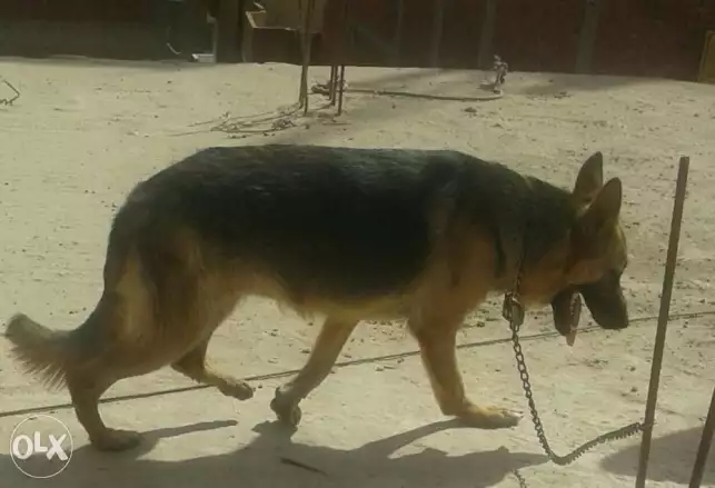 German shepherd كلبه