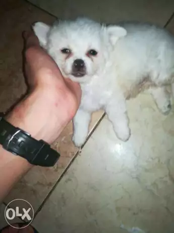 جرو أمريكان أسكيمو ذكر