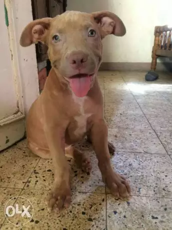 فرصه نتايه بيتبول امريكي تقليب عالي عمر 65يوم