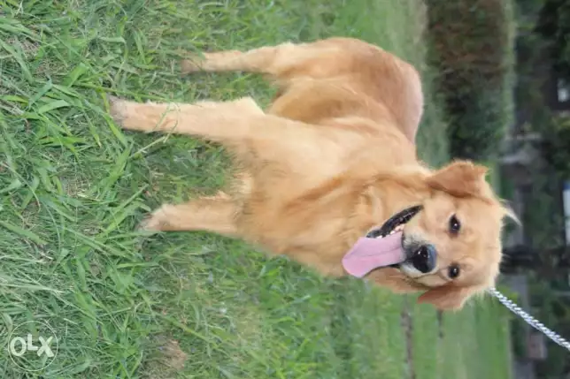 بسم الله مشاء الله من اجمل الذكور الجولدن