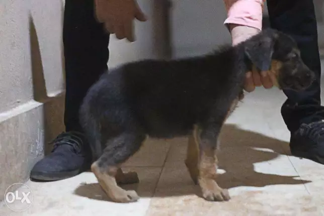 للبيع نتايه جيرمن شيبرد 35 يوم