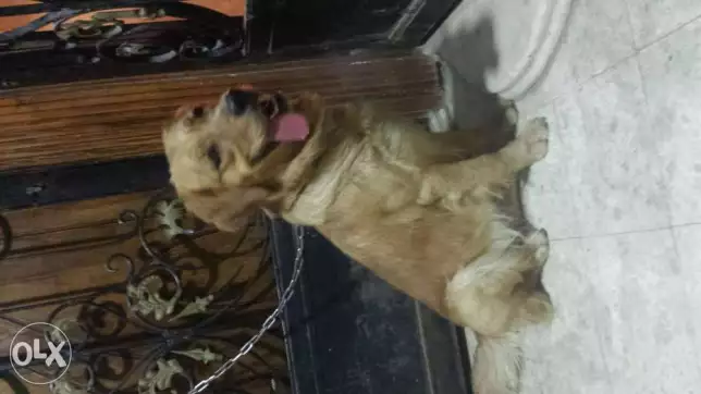 نتاية جولدن للبيع