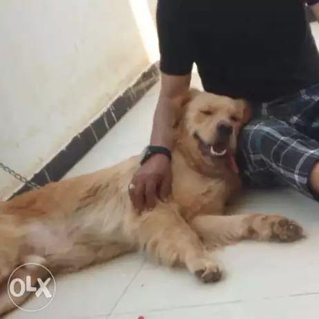 جولدن سنه وشهرين