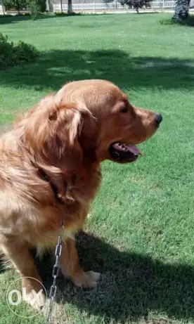 دكر جولدن ريتريفر سنه و7شهور عضم عريض للبيع وجاهز للجواز