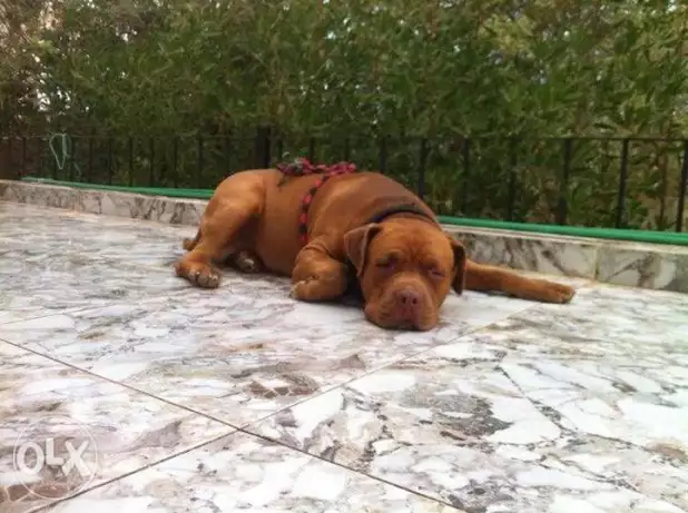 للزواج ذكر بيتبول ضخم