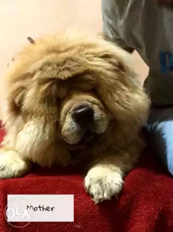 Chow Chow for sale