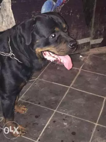 كلب رود للبيع