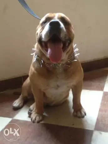 دكر بولى ابن سونيك للجواز او للبيع