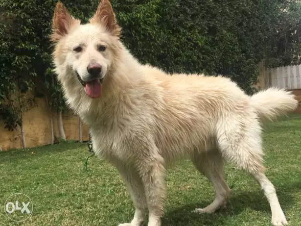 للزواج فقطthe most long hair white german in Egypt
